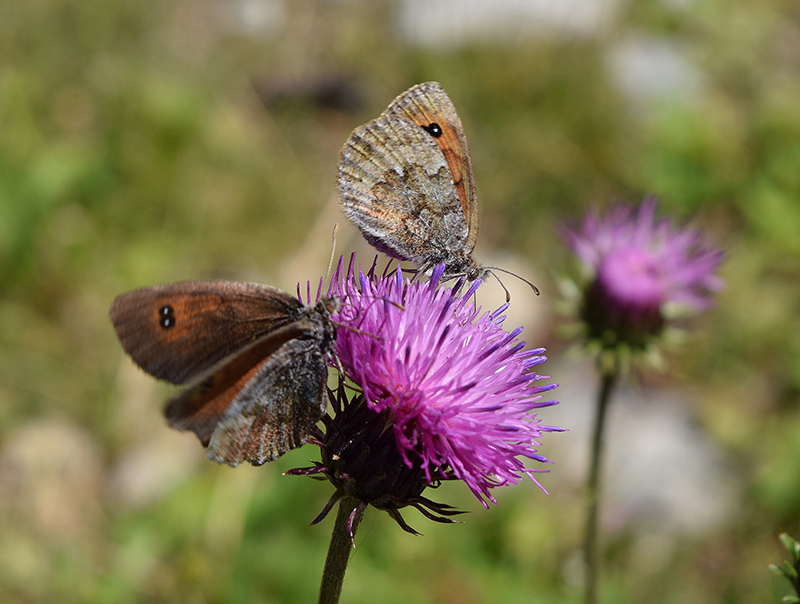 Nymphalidae: Erebia nivalis o tyntarus?... Erebia cassioides